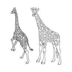 Isolated vector illustration of two giraffes. African animals as a blank for a designer, logo, icon