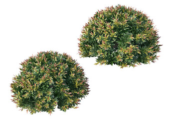 Shrubs and flower on a transparent background
