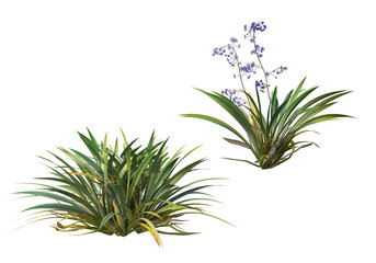 Shrubs and flower on a transparent background
