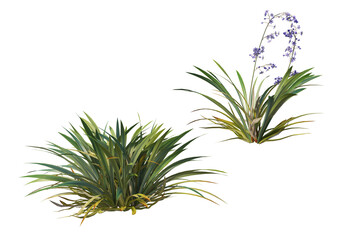 Shrubs and flower on a transparent background

