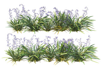 Shrubs and flower on a transparent background
