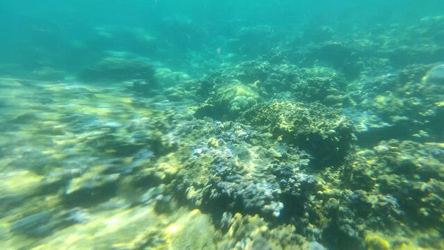 Beautiful Underwater Snorkeling Fishes Sea Coral Temple in Jemeluk Bay Amed Beach 