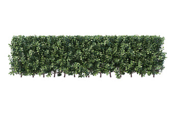 Shrubs and flower on a transparent background
