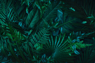 Naklejka na ściany i meble Tropical background with natural fresh green palm leaves  and shadows. Minimal flat lay concept .