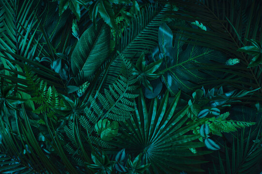 Tropical background with natural fresh green palm leaves  and shadows. Minimal flat lay concept .