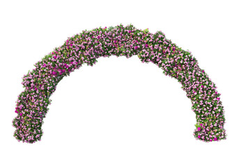 Flowers on a transparent background
