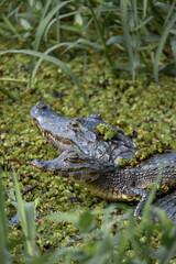 Naklejka na ściany i meble Alligators or Yacares in the Esteros del Ibera Argentina National Park