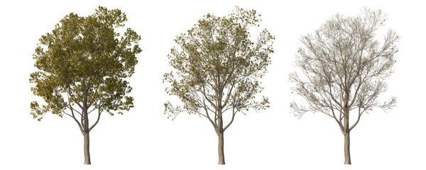 Tree on a transparent background
