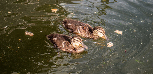 Portrait of a Mallard Drake, a close and personal view of a Mallard Drake in the water.