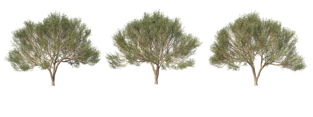 Trees in the desert on a transparent background © jomphon
