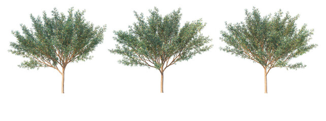 Trees in the desert on a transparent background © jomphon