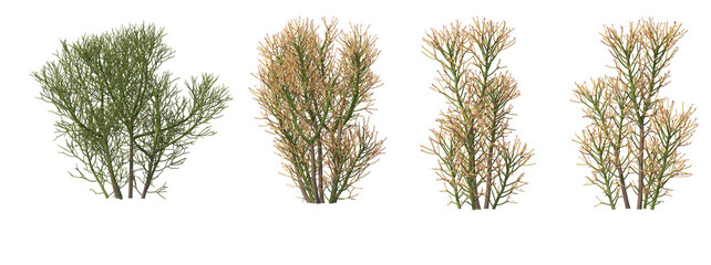 Trees in the desert on a transparent background © jomphon