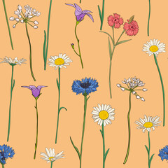 seamless pattern with field flowers, vector drawing background with wild plants , flowering meadow , hand drawn botanical illustration