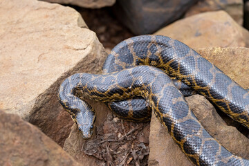 Snake at Esteros del Ibera National Park in Argentina