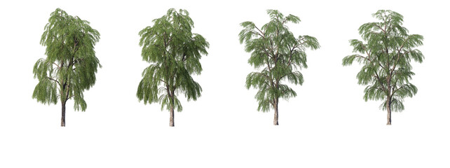 Trees in the desert on a transparent background