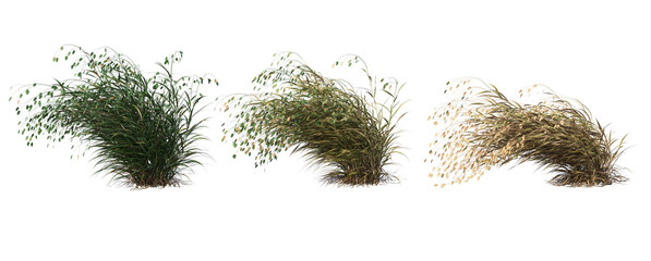 Grass on a transparent background
