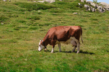 Fototapeta na wymiar white and brown cow with a bell around its neck in the Trentino pasture