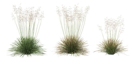 Grass on a transparent background
