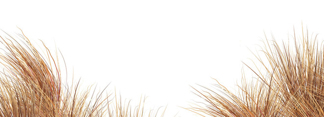 Grass on a transparent background
