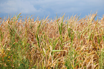 Concept photo for a drought summer. Dryness weather. A corn field is completely dry because the lack of rain in a not irrigated farm. Agriculture and farming industry.