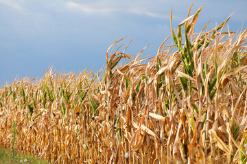 Concept photo for a drought summer. Dryness weather. A corn field is completely dry because the lack of rain in a not irrigated farm. Agriculture and farming industry.