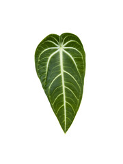 Young leaf of Anthurium villenaorum belongs to the flowering anthurium in the aroid family Araceae on isolated transparent background. - obrazy, fototapety, plakaty