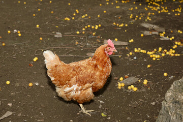 Domestic chicken walks around the yard. Red hen looks at the camera and walks around the yard