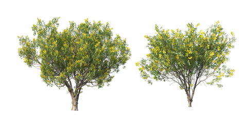 The tree has flowers on a transparent background
