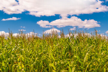 Corn plantation landscape uruguay