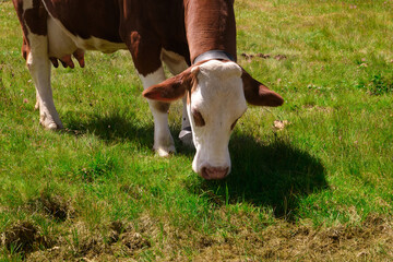 detail of white and brown cow grazing in Trentino