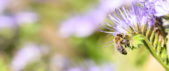 Bee and flower phacelia. Close up of a large striped bee collecting pollen from phacelia on a...