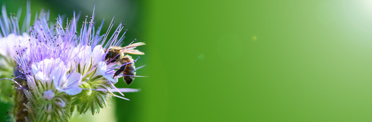 Bee and flower phacelia. Close up of a large striped bee collecting pollen from phacelia on a green background. Banner