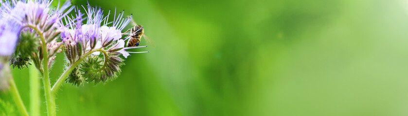 Bee and flower phacelia. Close up flying bee collecting pollen from phacelia on a sunny day on a green background. Phacelia tanacetifolia (lacy). Banner