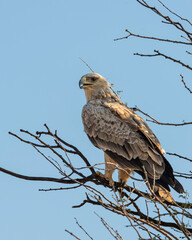 Long legged buzzard or Buteo rufinus bird of prey portrait perched on branch of a tree during winter migration at forest of india asia