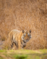 Indian wild fully grown adult bengal male tiger head on with eye contact on territory marking in evening safari at bandhavgarh national park forest umaria madhya pradesh india asia - panthera tigris - obrazy, fototapety, plakaty