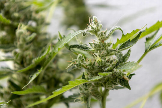 Autoflowering cannabis on field