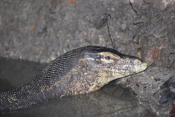The Asian water monitor (Varanus salvator)