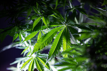 background green marijuana cannabis plant leaf