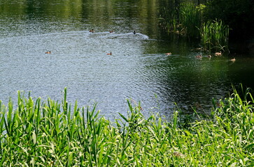 Springtime green on a fresh trees and lake in residential district Drujba, Sofia, Bulgaria 
