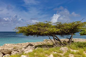 "Divi Divi Tree on Aruba"