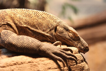 Lizard