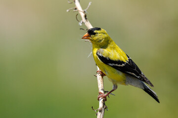Goldfinch