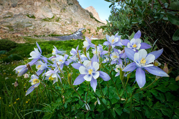 Colorado - Columbines