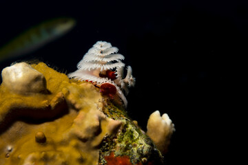 White underwater chone on coral