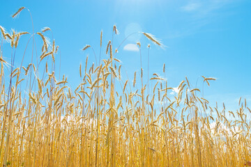Wheat grain on field against clear blue sky. Agricultural grain crop growing on field. Autumn...