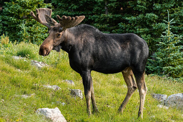 Naklejka na ściany i meble Colorado Bull Moose