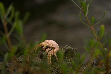 Un cangrejo en Costa Rica