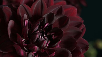 Macro photo Deep burgundy,red color dahlia,formal ornamental type, on a black background. Beautiful flower banner, close-up, copy space.Selective focus.Petal details.Pattern, circle