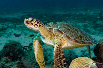 Obraz na płótnie Canvas Nice Caribbean Turtle Swimming
