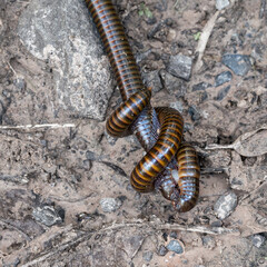 Millipedes Mating The mating of two millipedes in a spiral twisted way on the ground. A large species of millipedes, red-brown in color.